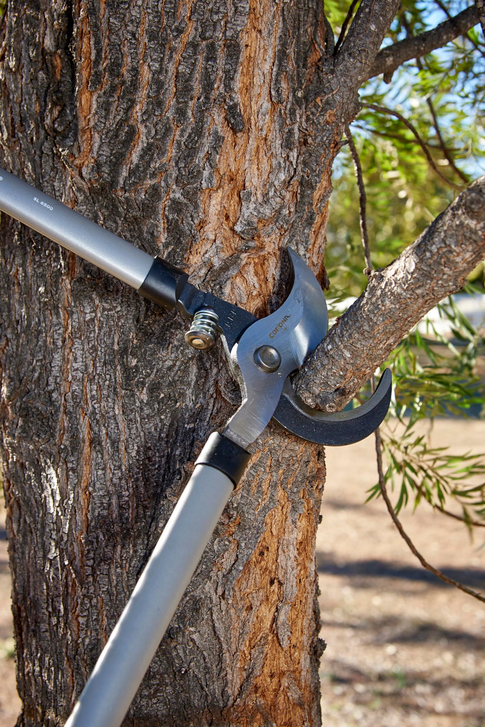 Corona Clipper next to a ruler showing 32-inch scale for reach and cutting capacity