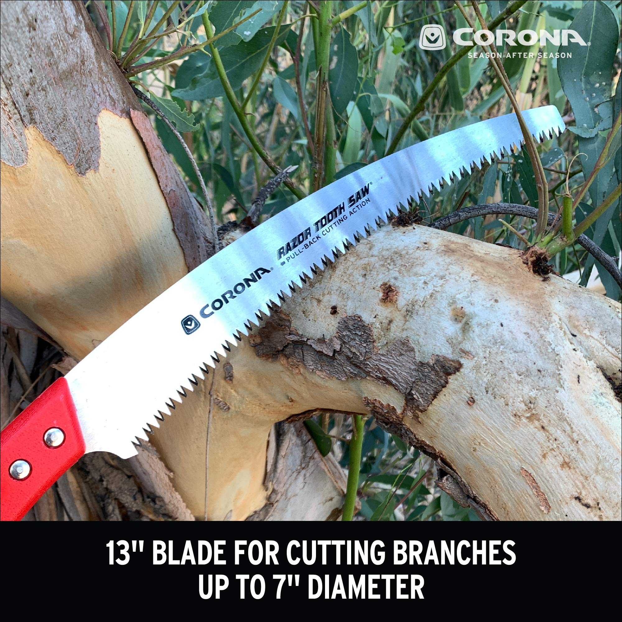 Corona Clipper next to ruler showing 13-inch blade length and accurate cutting capacity
