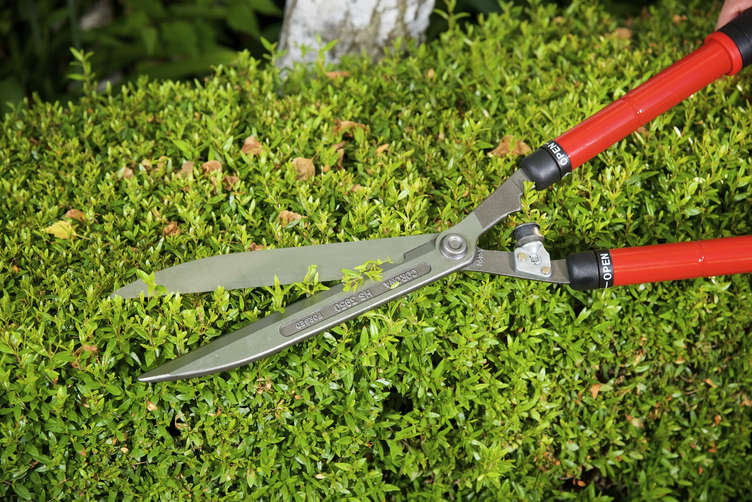 Corona Clipper beside a ruler showing scale and reach for taller hedges