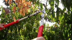 Corona Clipper blade close-up highlighting precision-ground edge for smooth, healthy cuts