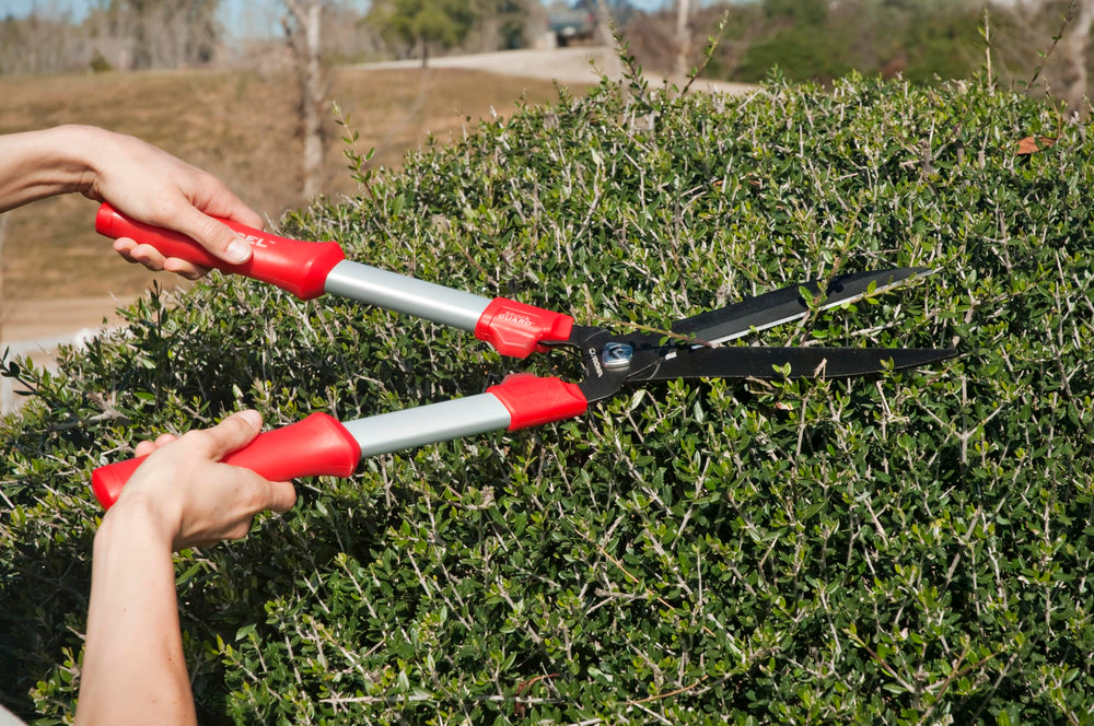 Corona Clipper in use trimming a hedge demonstrating controlled shaping benefit
