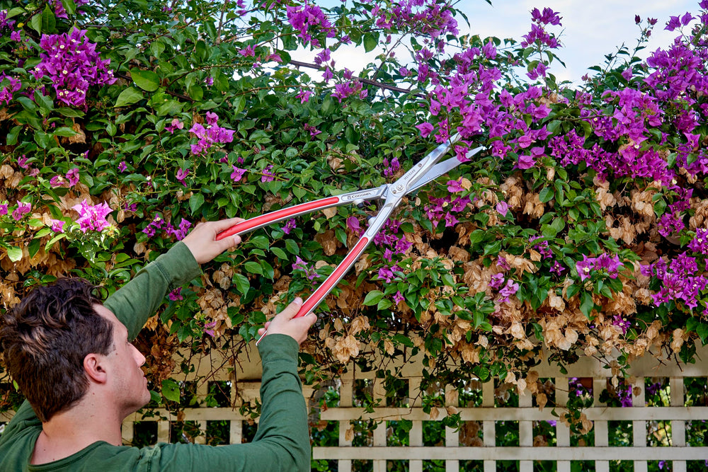 Corona Clipper in use trimming a hedge delivering precise shaping
