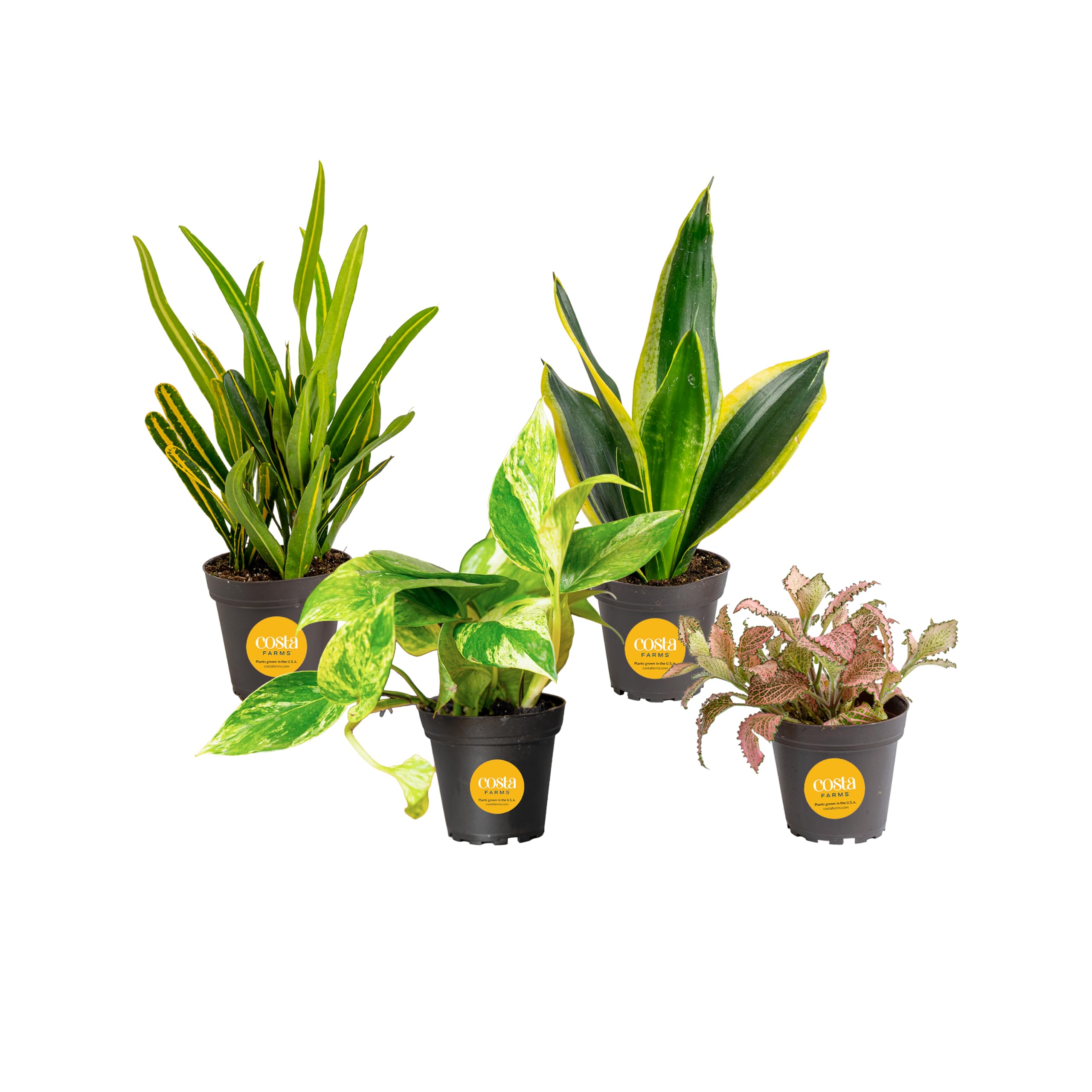 Costa Farms 4-pack front view showing four potted plants for instant decor
