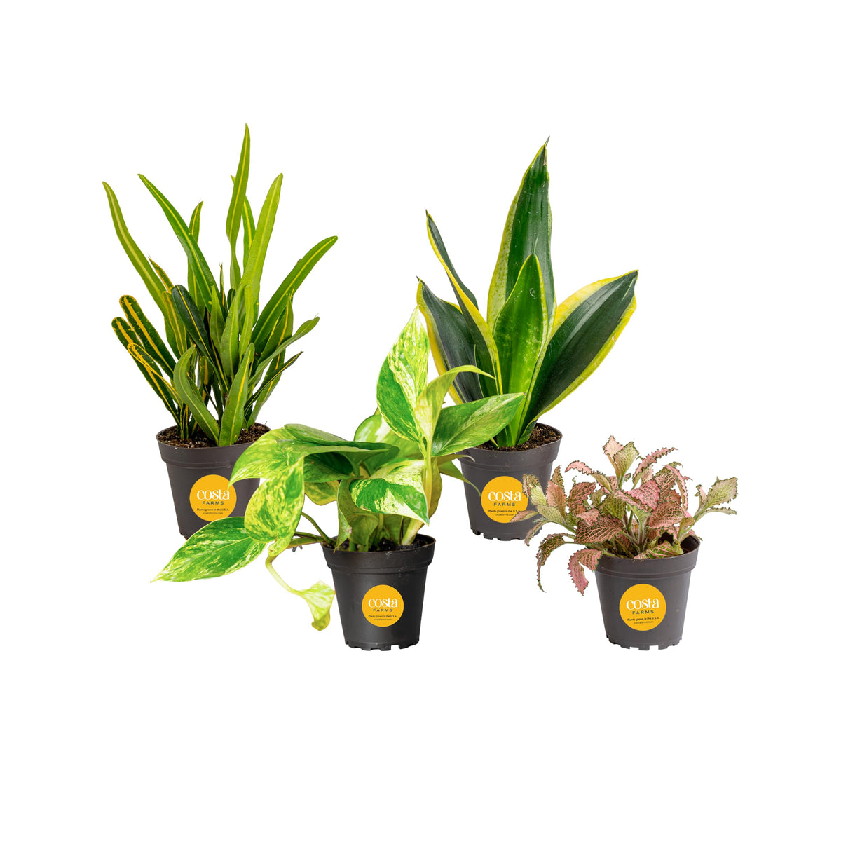 Costa Farms 4-pack front view showing four potted plants for instant decor