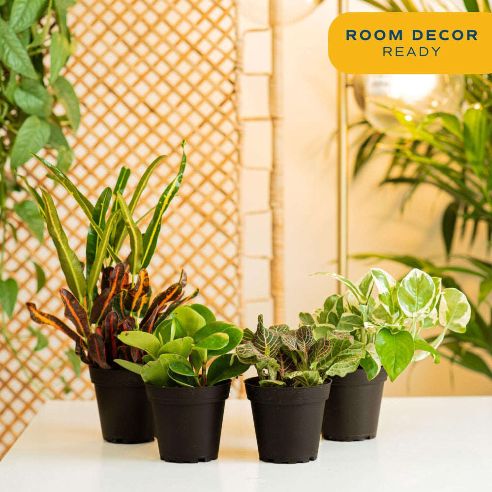 Costa Farms top-down arrangement displaying mixed foliage for styling ideas