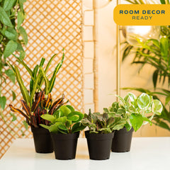 Costa Farms top-down arrangement displaying mixed foliage for styling ideas