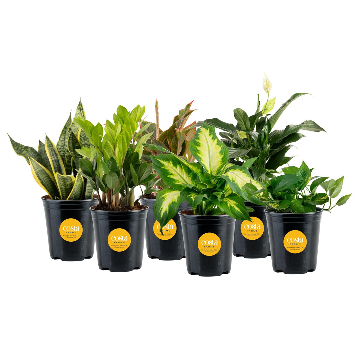 Costa Farms front view of six live indoor plants, adds instant room color