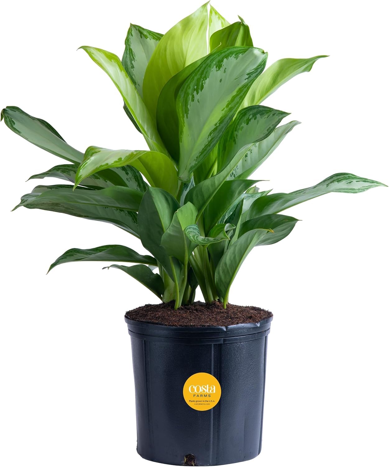 Costa Farms front view of Chinese Evergreen showing full foliage and decorative potential