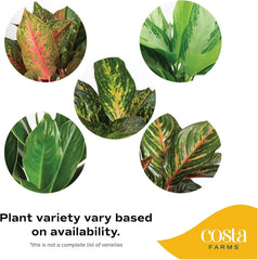 Costa Farms black grower's pot and root collar shown for easy planter setup