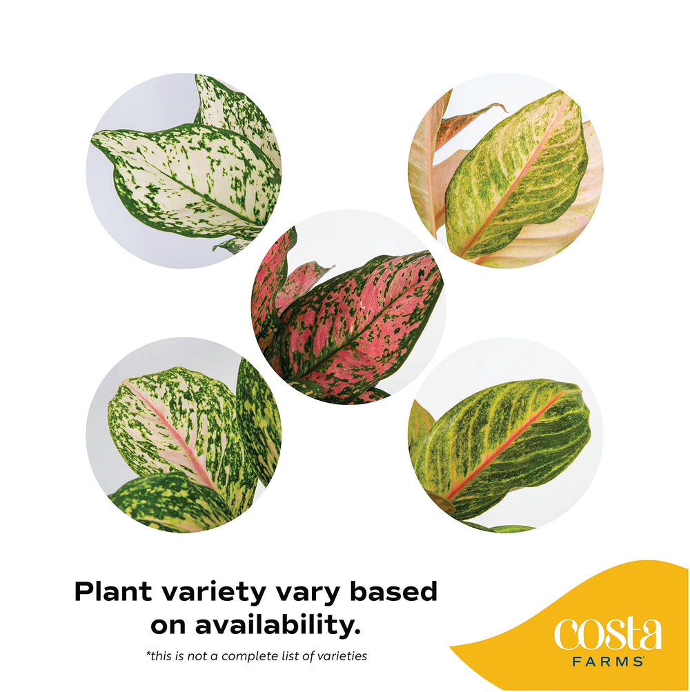 Costa Farms close-up of Aglaonema leaf showing color pattern and healthy texture benefits