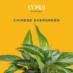 Costa Farms close-up of aglaonema leaf texture highlighting vibrant silvery-green pattern
