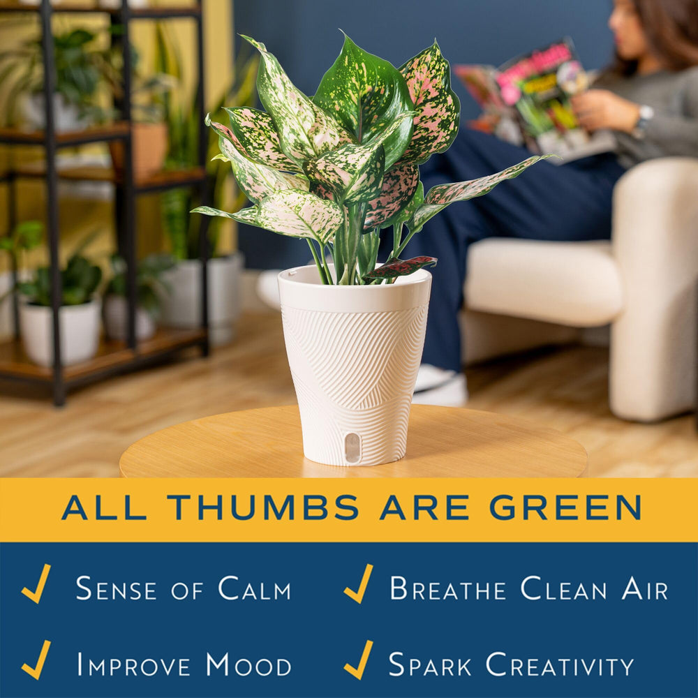 Costa Farms Aglaonema styled on a living room tabletop adding color and easy-care appeal