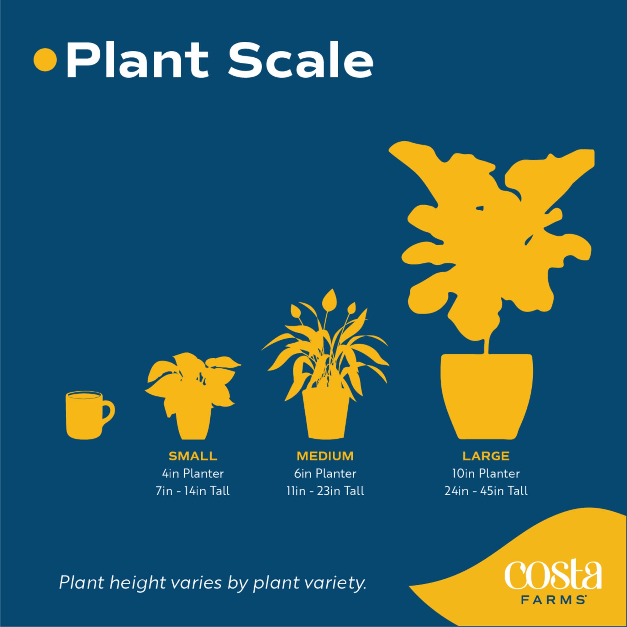 Costa Farms watering demonstration to show proper care and healthy soil drainage