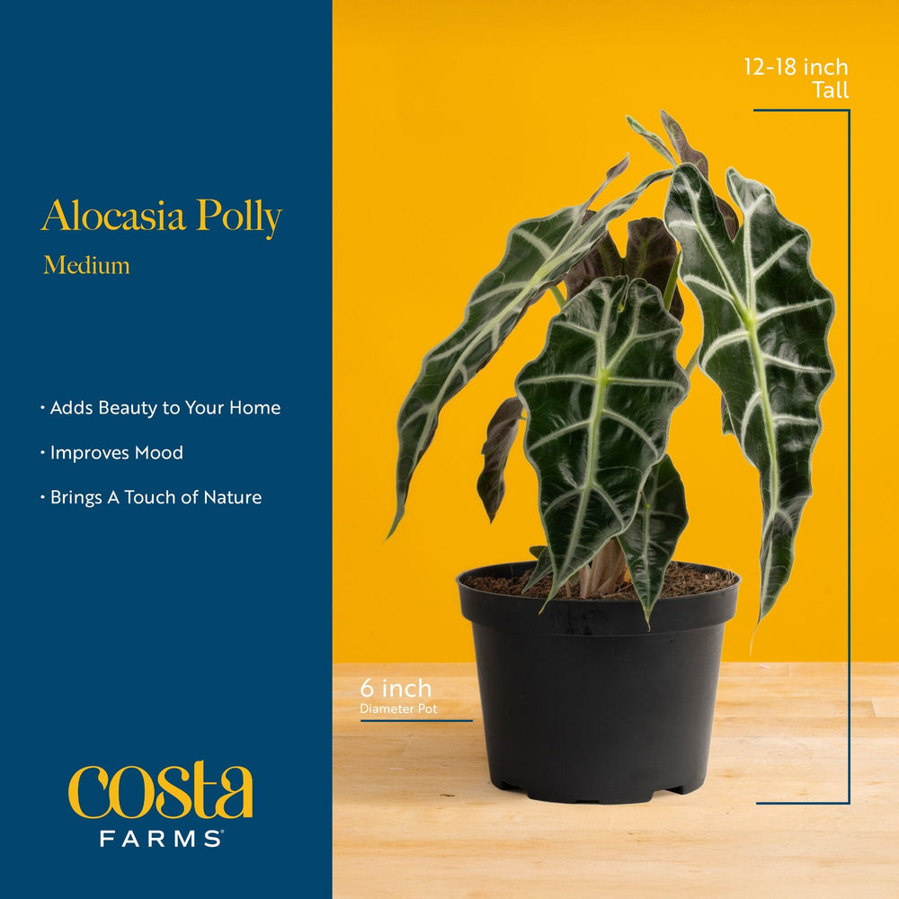 Costa Farms Alocasia pot and soil view highlighting drainage and healthy root zone