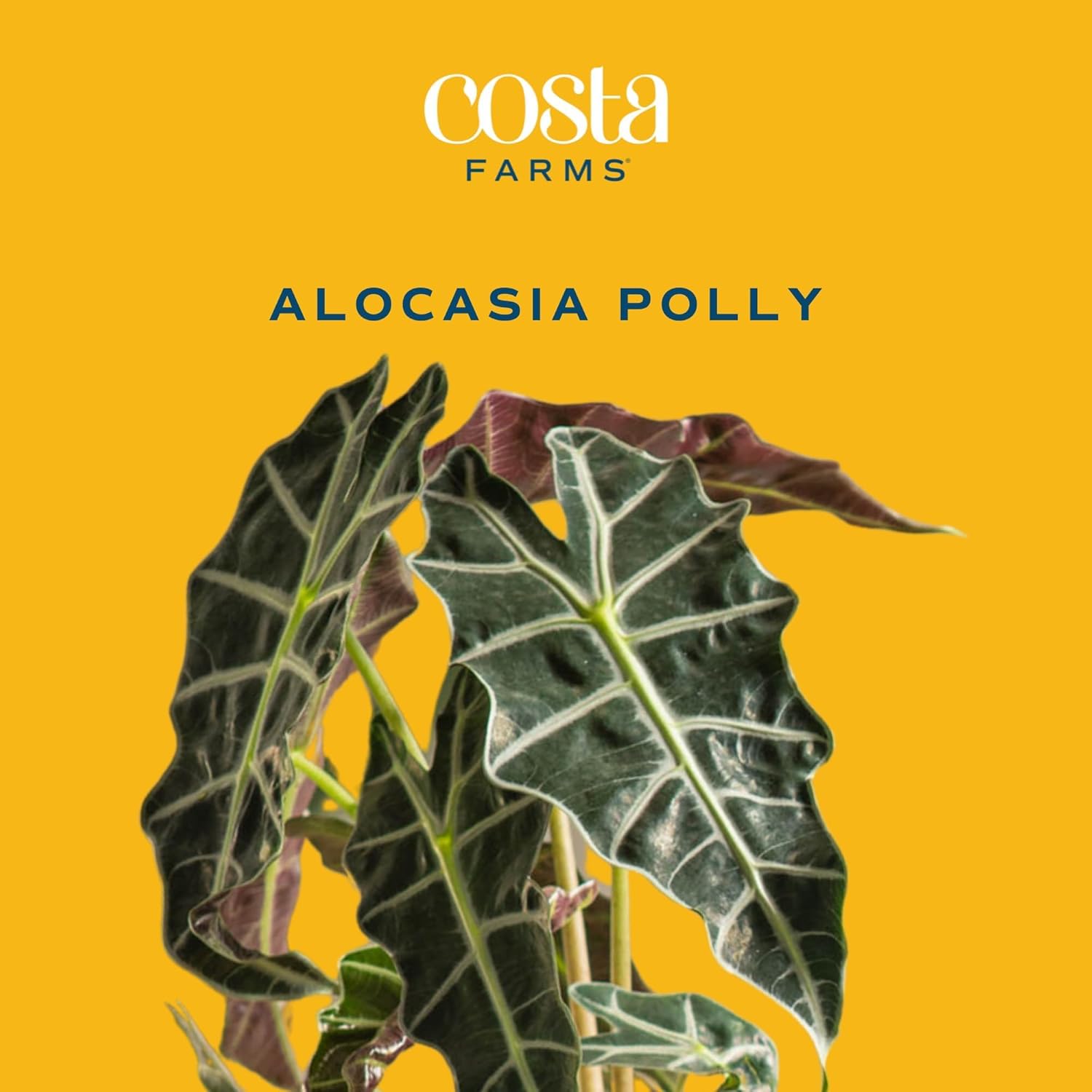 Costa Farms Alocasia overhead showing mounding shape and space-efficient growth for shelves