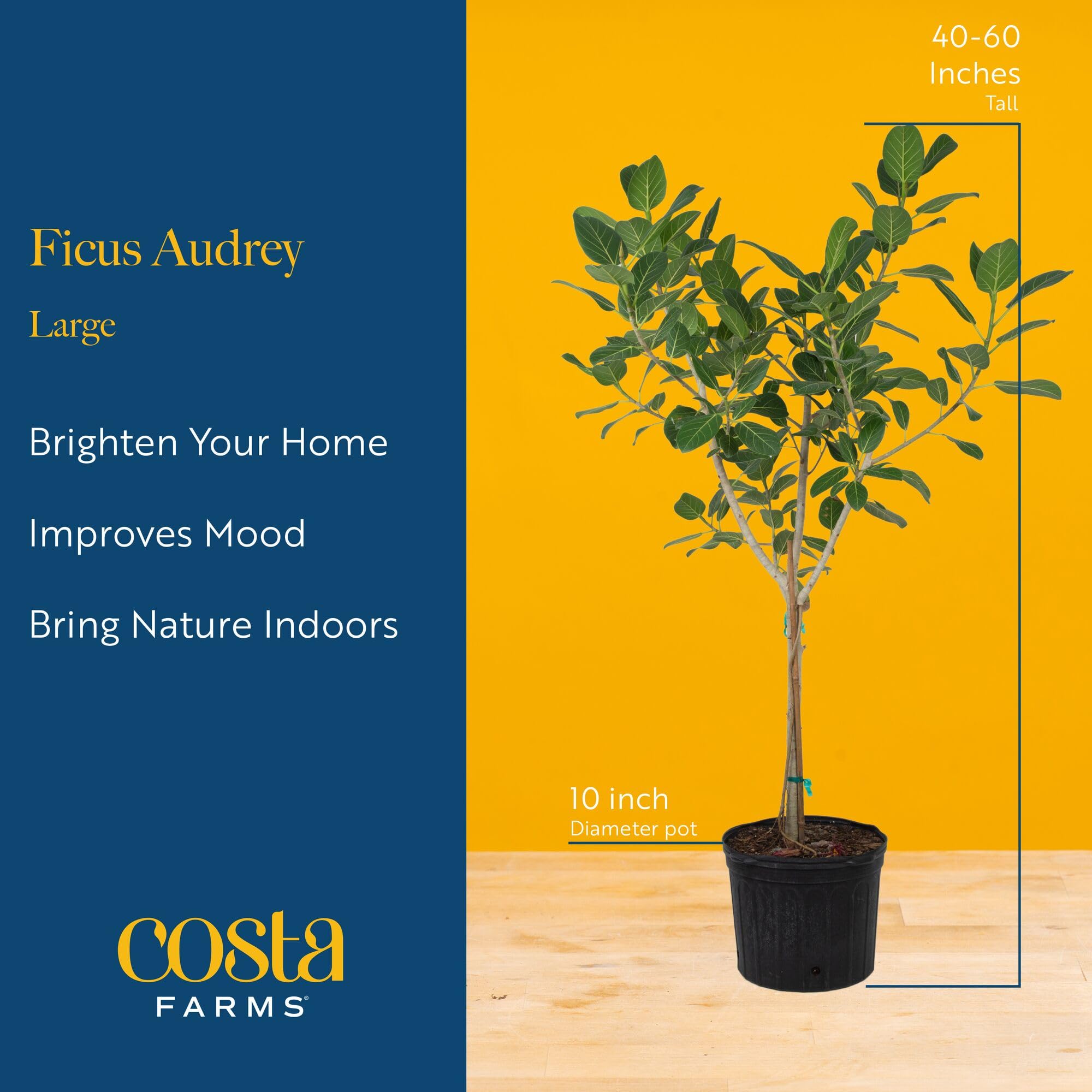 Costa Farms Ficus Audrey in living room adding modern greenery and calm