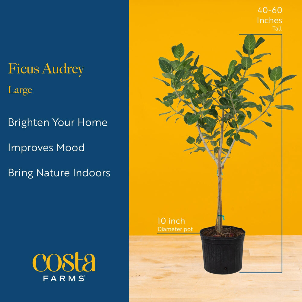 Costa Farms Ficus Audrey in living room adding modern greenery and calm