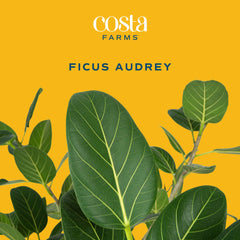 Costa Farms Ficus Audrey decorative pot and soil detail, ready to display