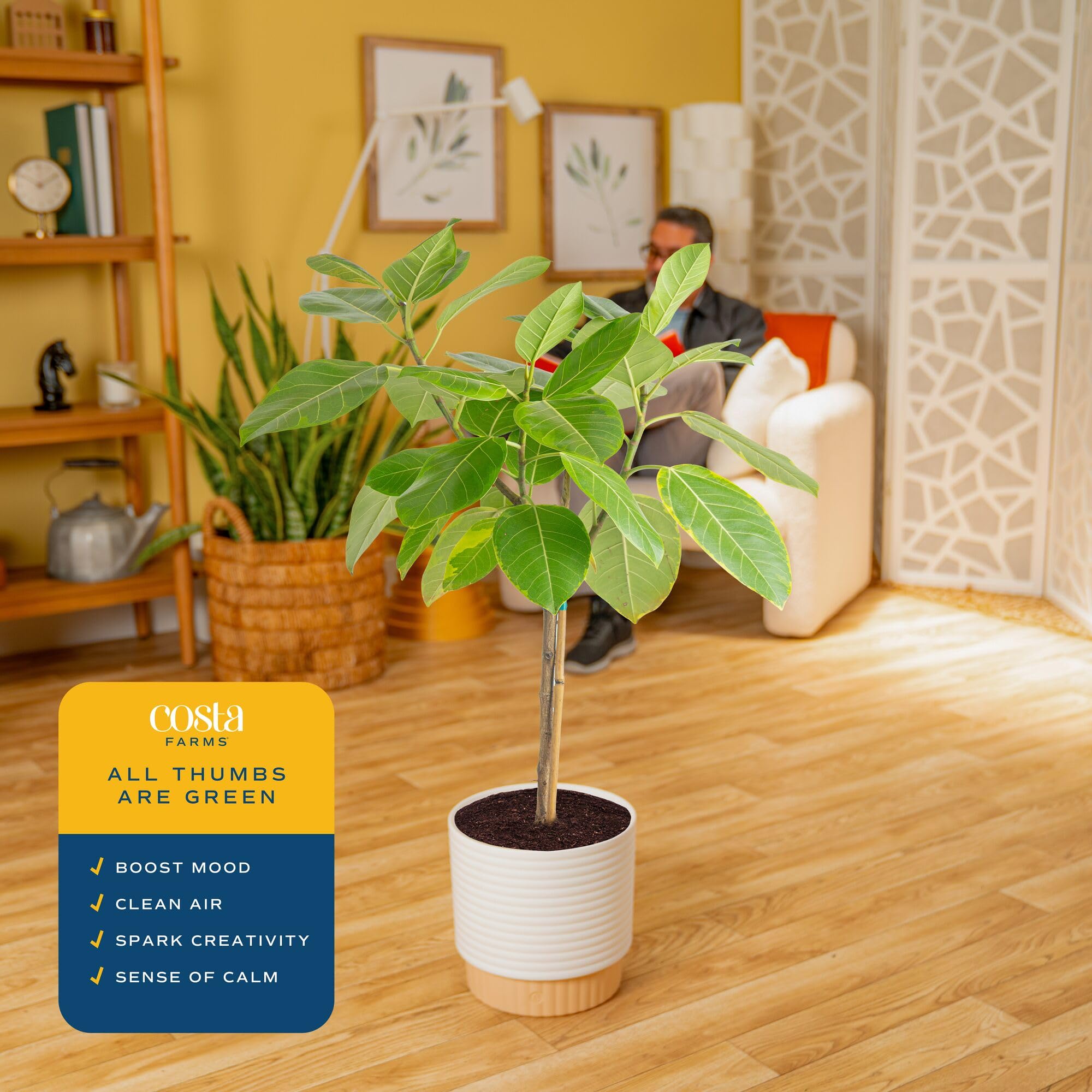Costa Farms Ficus Audrey next to chair for size comparison and scale