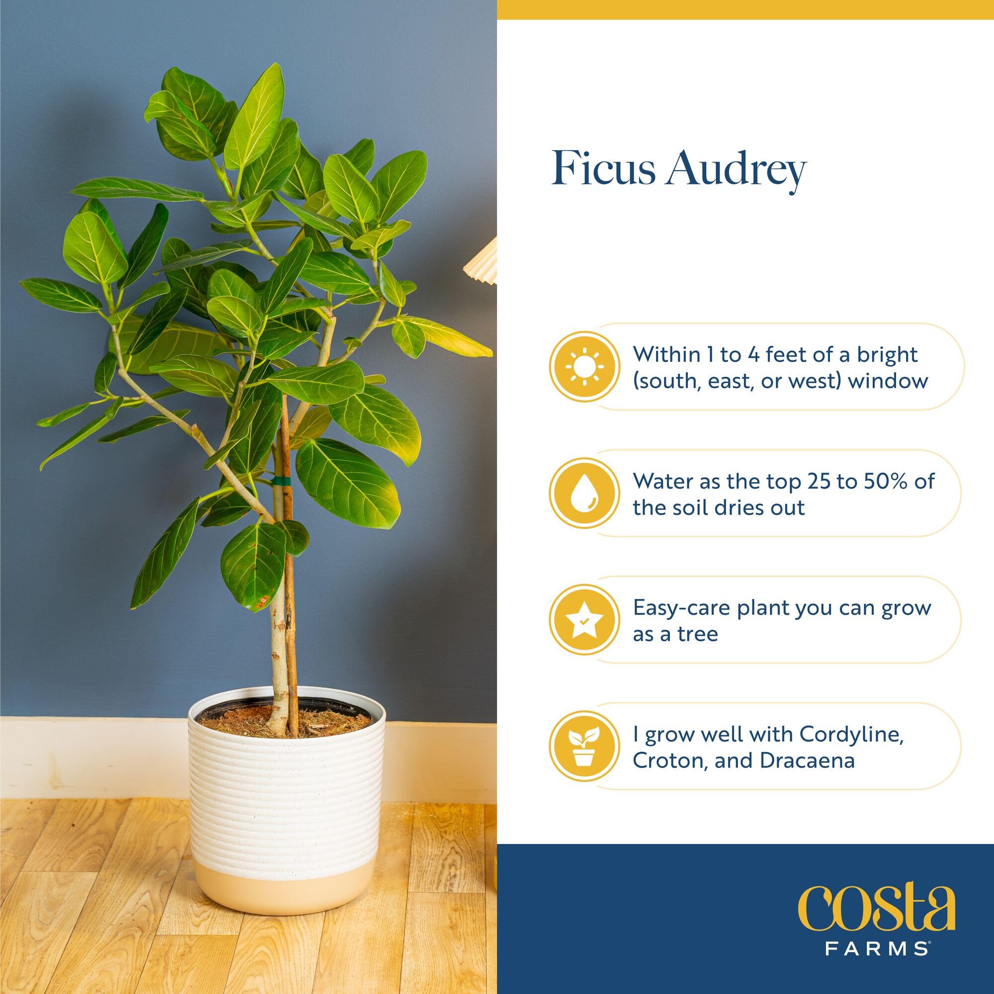 Costa Farms Ficus Audrey trunk and branch structure emphasizing form