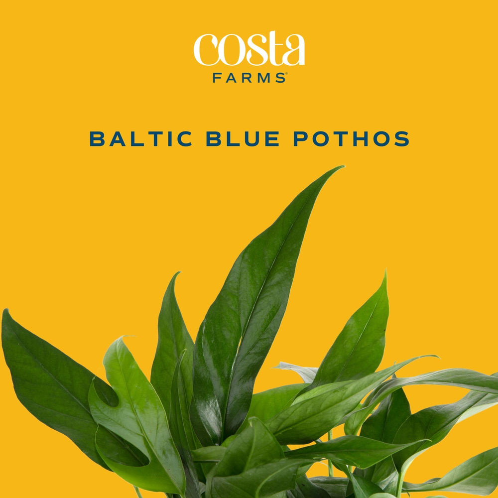 Costa Farms Baltic Blue in 6-inch decorative planter showcasing ready-to-display convenience