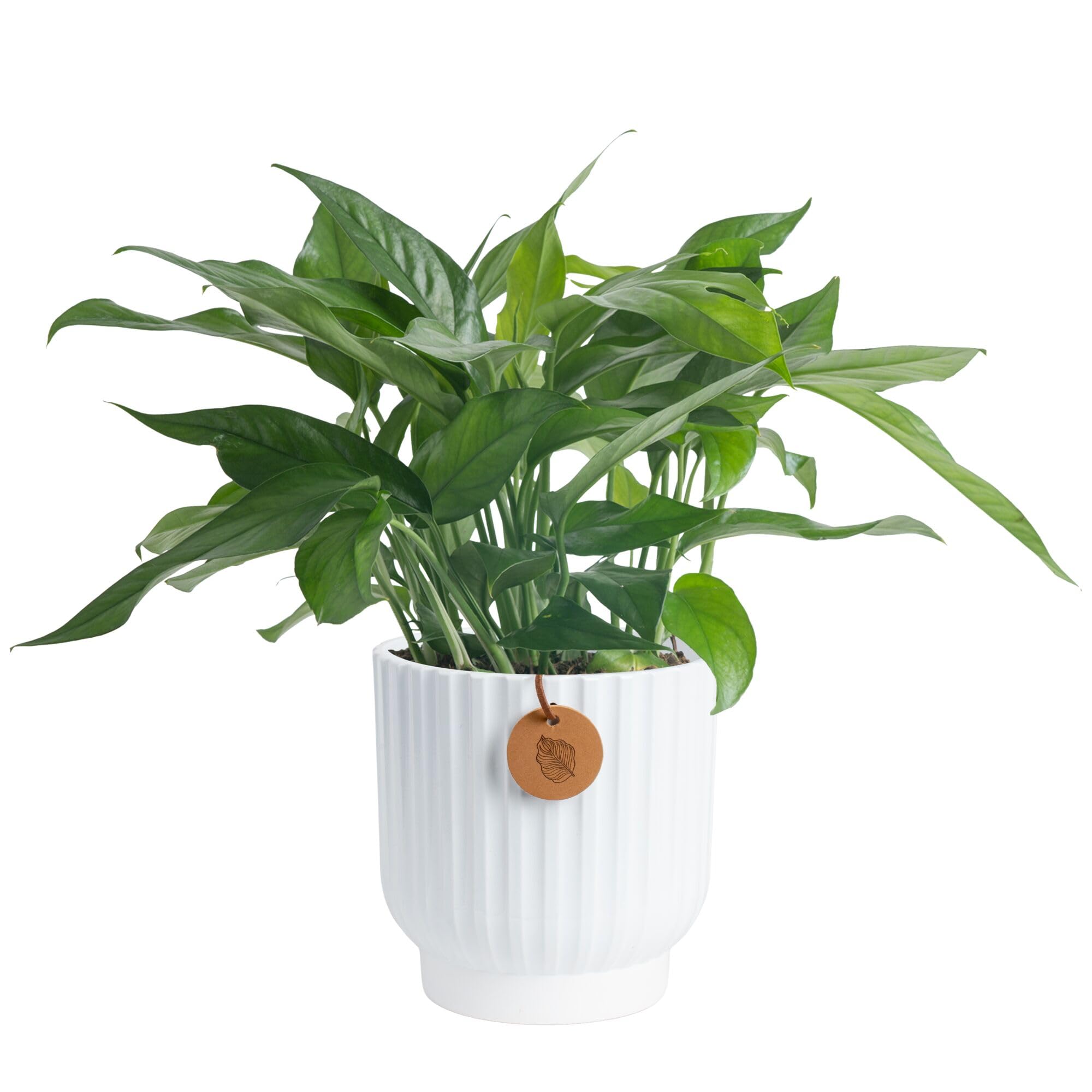 Costa Farms Baltic Blue front view showing lush trailing vines and decorative planter benefit