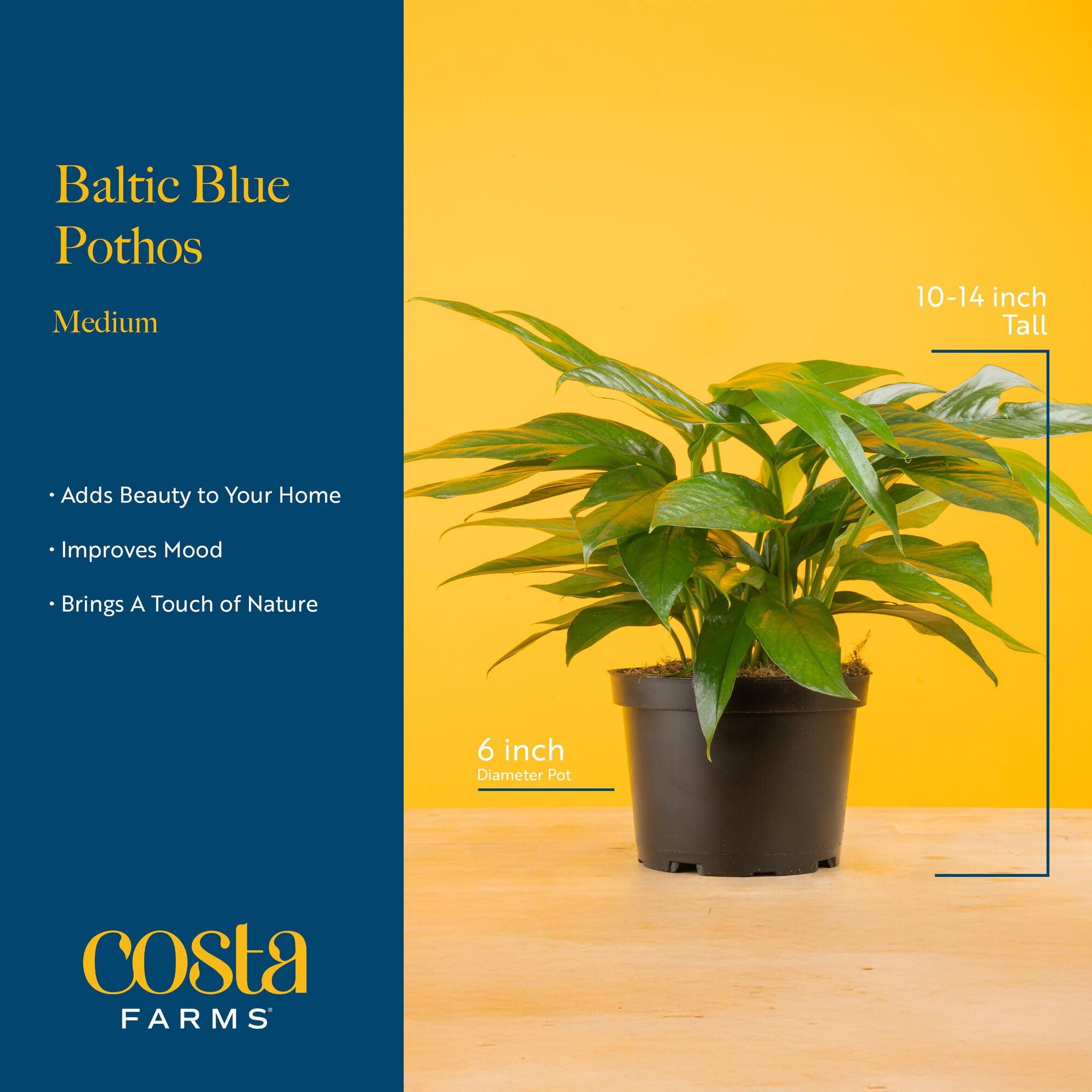 Costa Farms Baltic Blue hanging vine styled in interior showing space-saving decor benefit