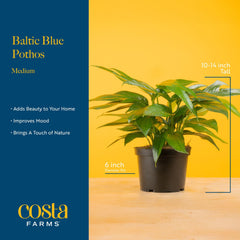 Costa Farms Baltic Blue hanging vine styled in interior showing space-saving decor benefit