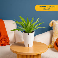 Costa Farms close-up of Bird's Nest Fern foliage highlighting glossy healthy texture
