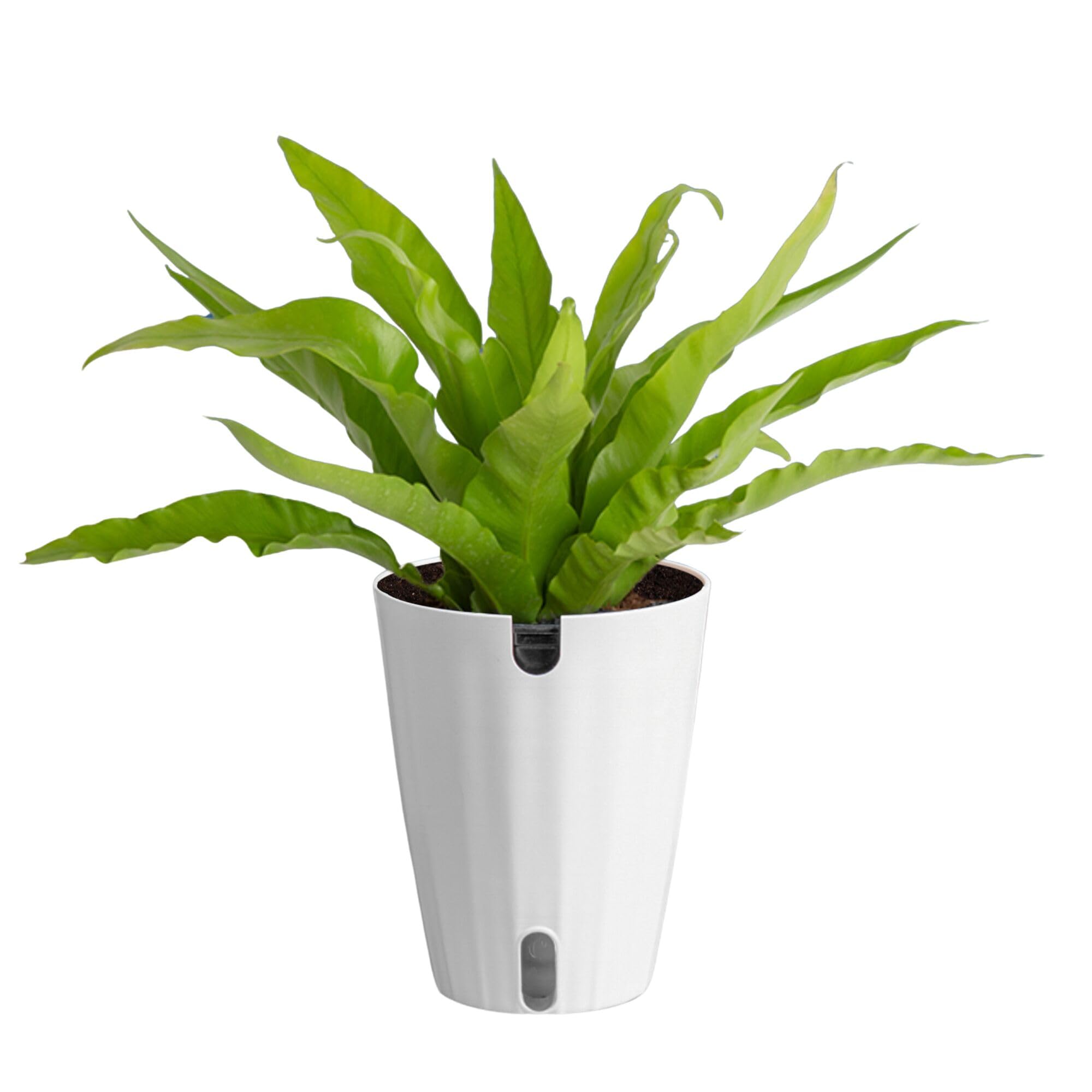 Costa Farms Bird's Nest Fern front view showing lush green fronds and décor boost