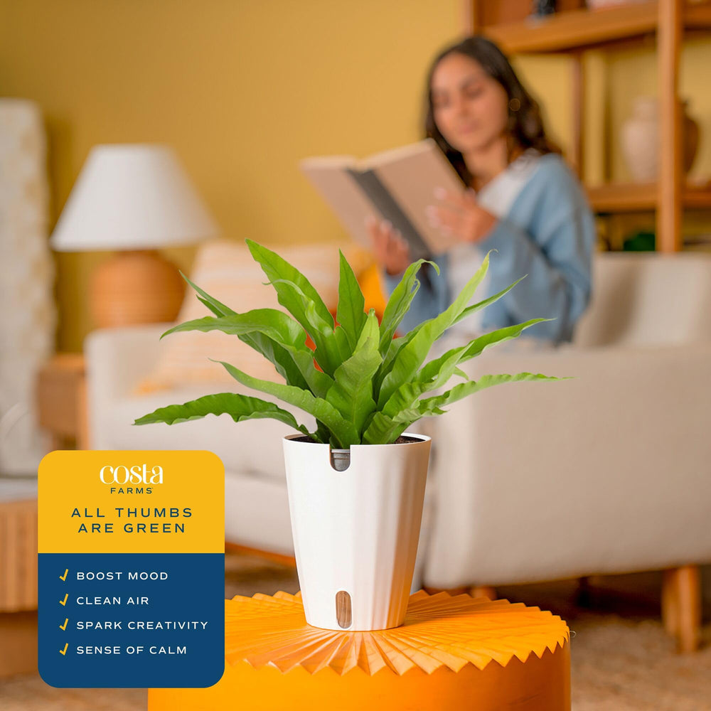 Costa Farms Bird's Nest Fern placed in bathroom to add humidity-loving greenery
