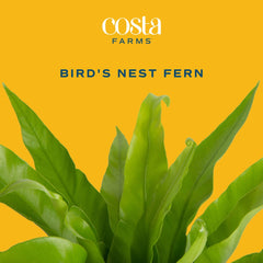 Costa Farms fern in black 6-inch pot showing drainage holes for proper watering