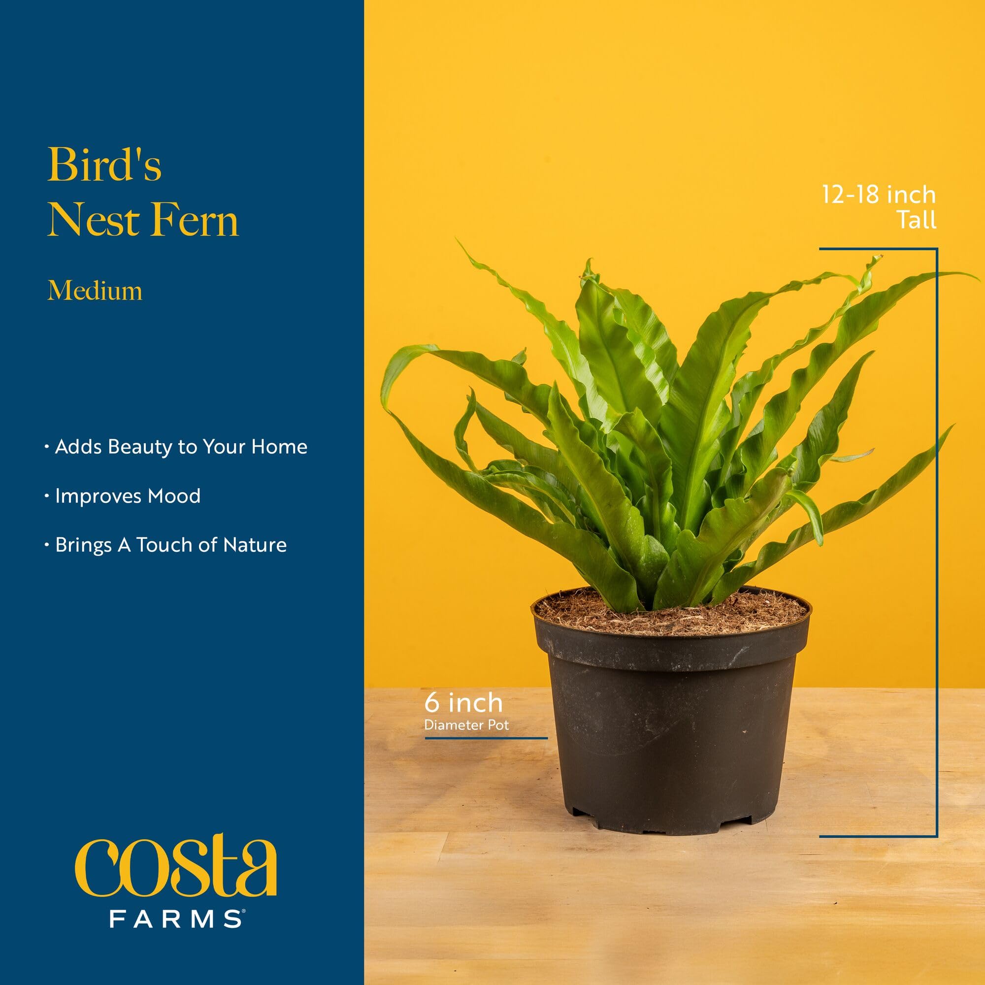 Costa Farms fern on table with ruler for scale to illustrate arrival size