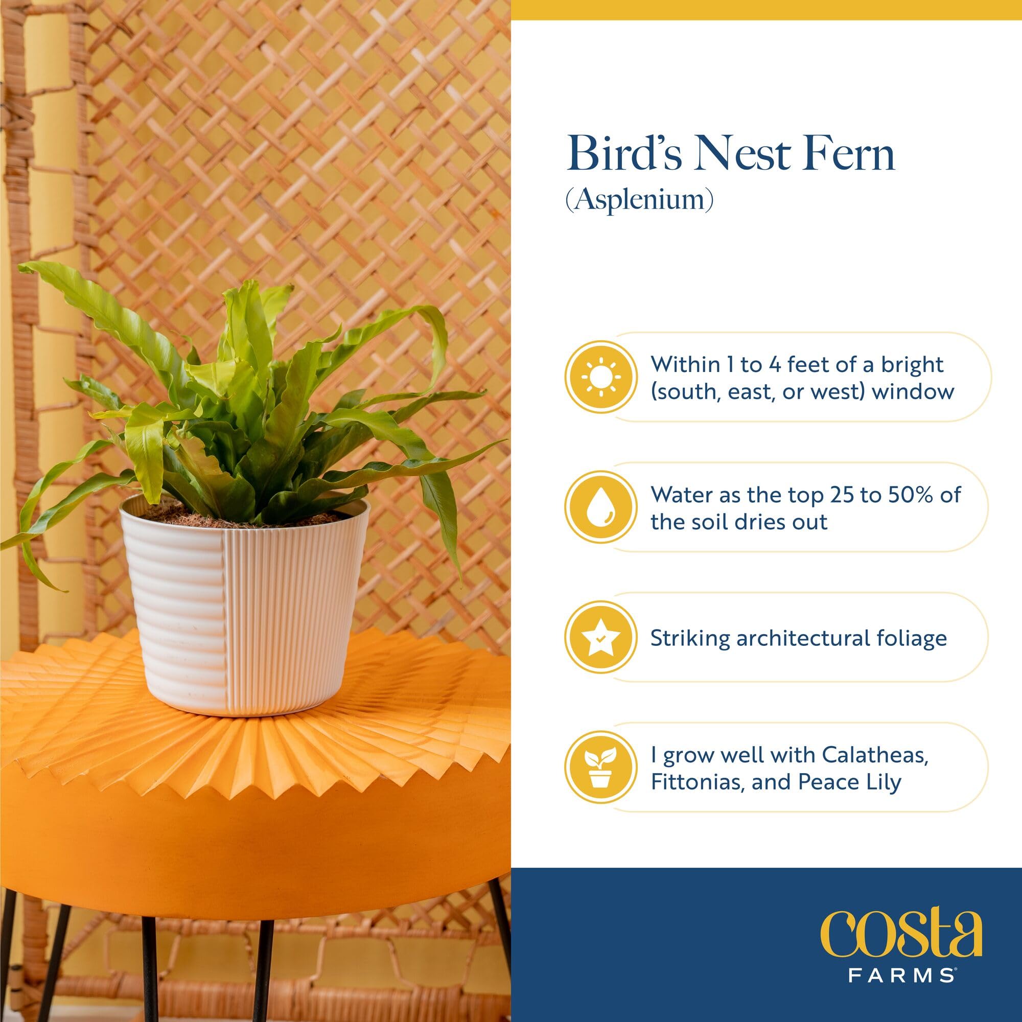 Costa Farms frond texture detail showing natural undulating leaves for sculptural look