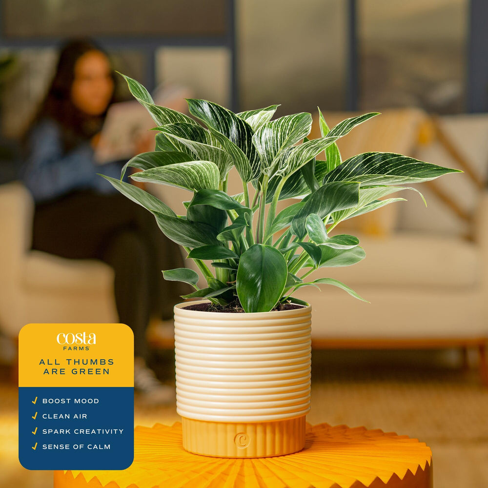 Costa Farms Birkin on office desk adding greenery and visual interest to workspace