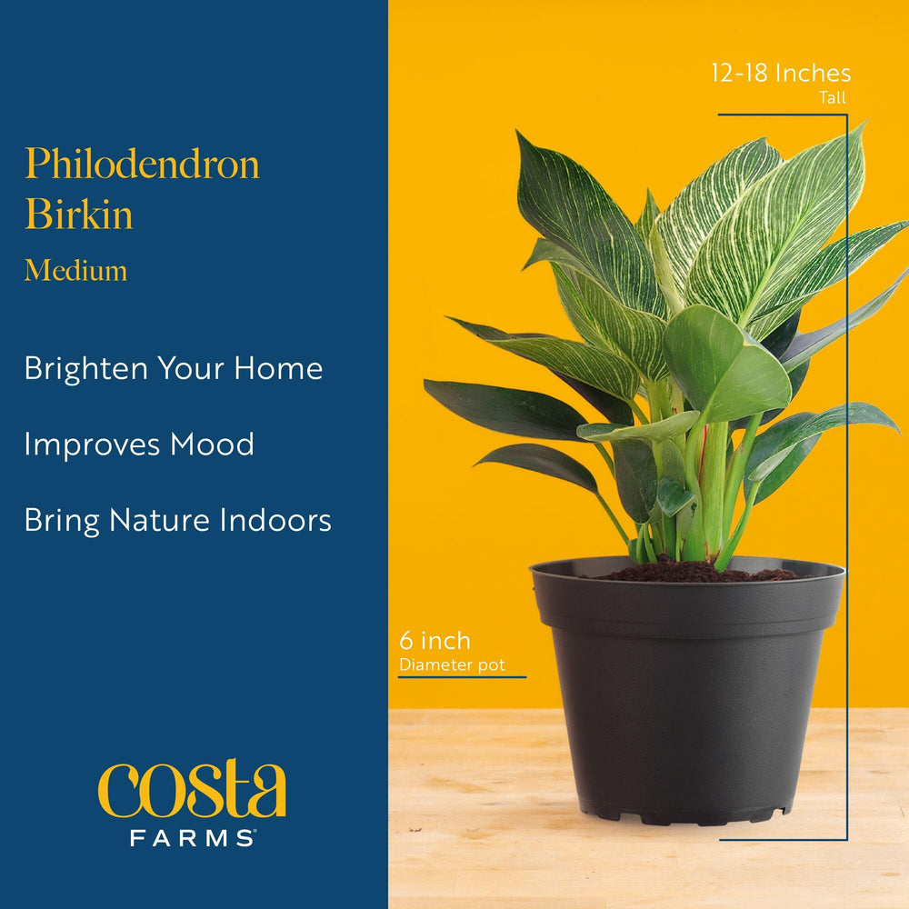 Costa Farms Birkin decorative pot detail emphasizing ready-to-style convenience