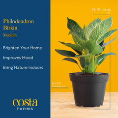 Costa Farms Birkin decorative pot detail emphasizing ready-to-style convenience