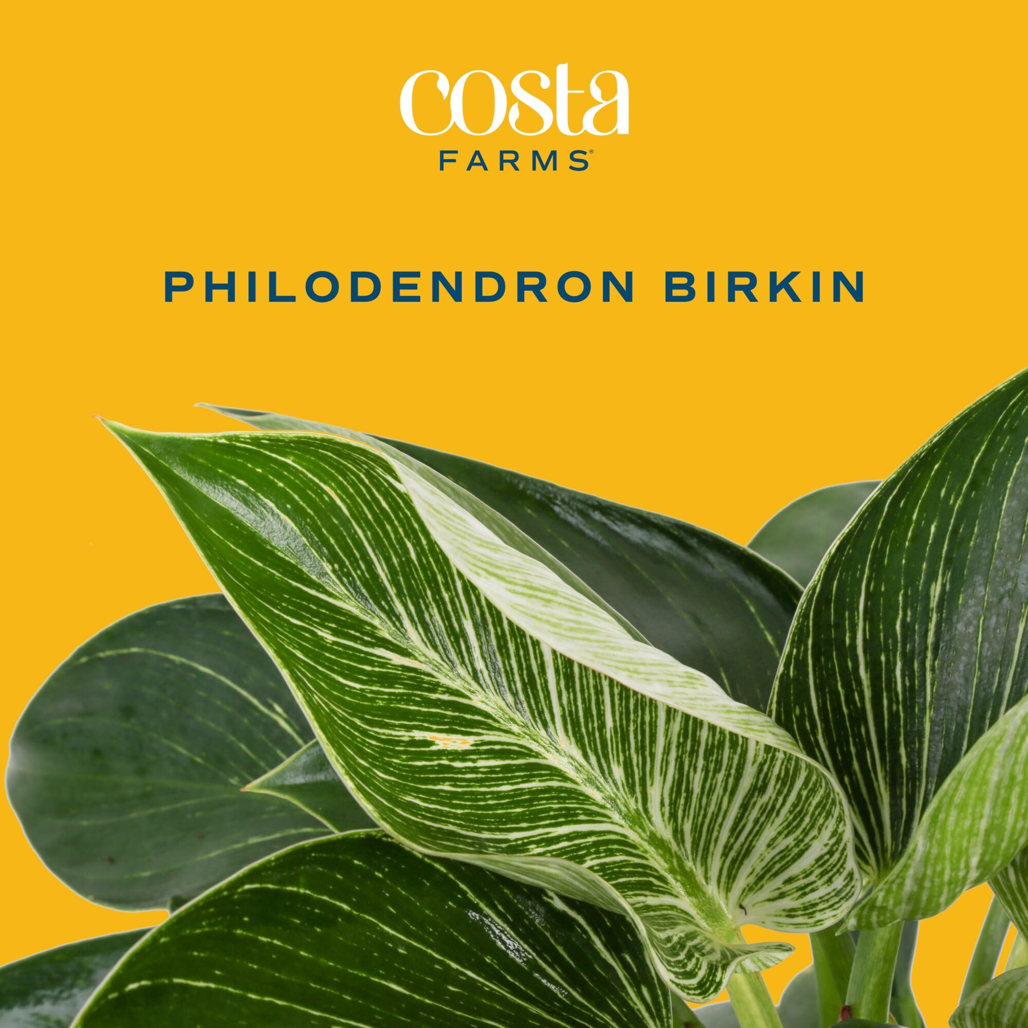 Costa Farms Birkin side profile showing compact growth and space-saving benefit