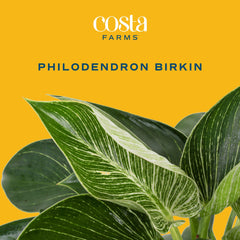 Costa Farms Birkin side profile showing compact growth and space-saving benefit