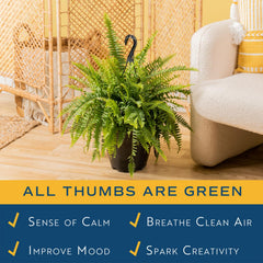 Costa Farms close frond detail highlighting healthy texture and lush growth