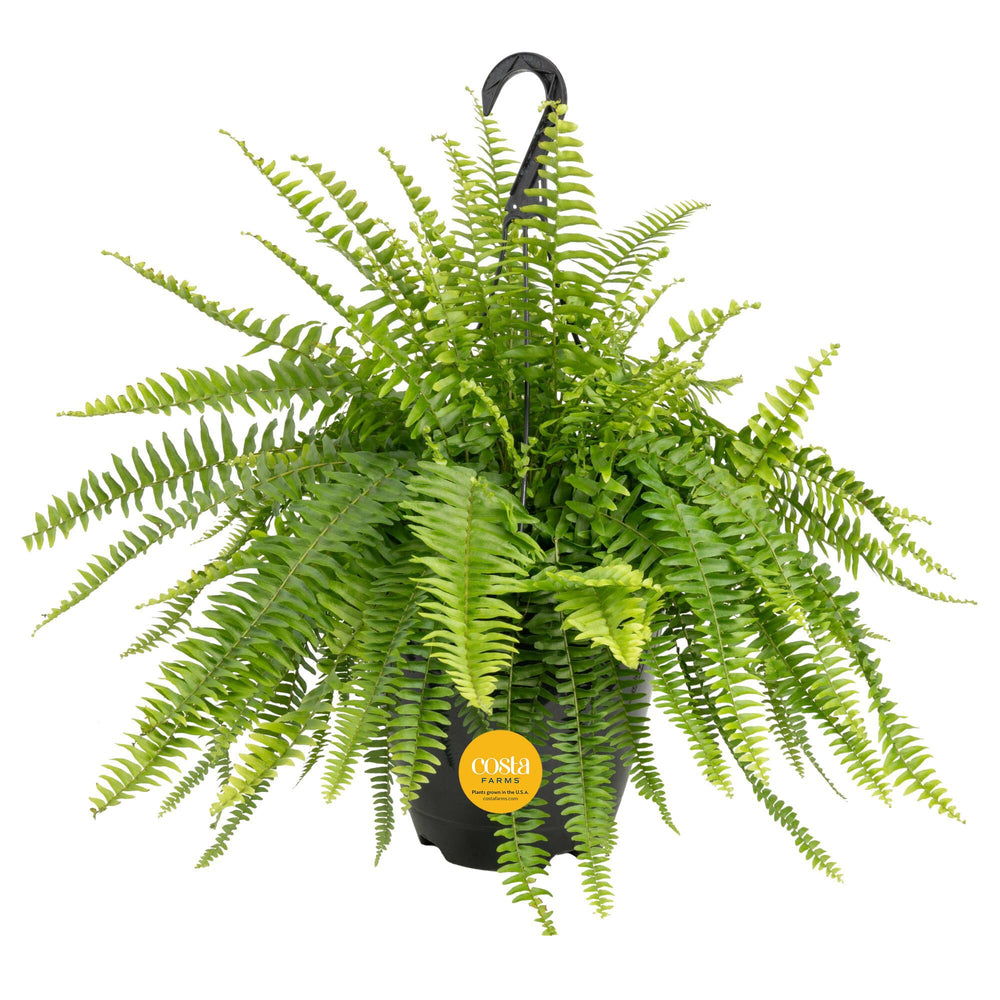Costa Farms fern front view showing full cascading fronds and instant decor boost