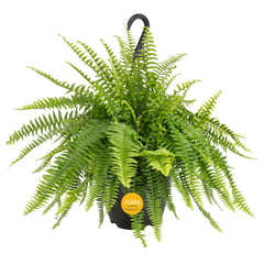 Costa Farms fern front view showing full cascading fronds and instant decor boost