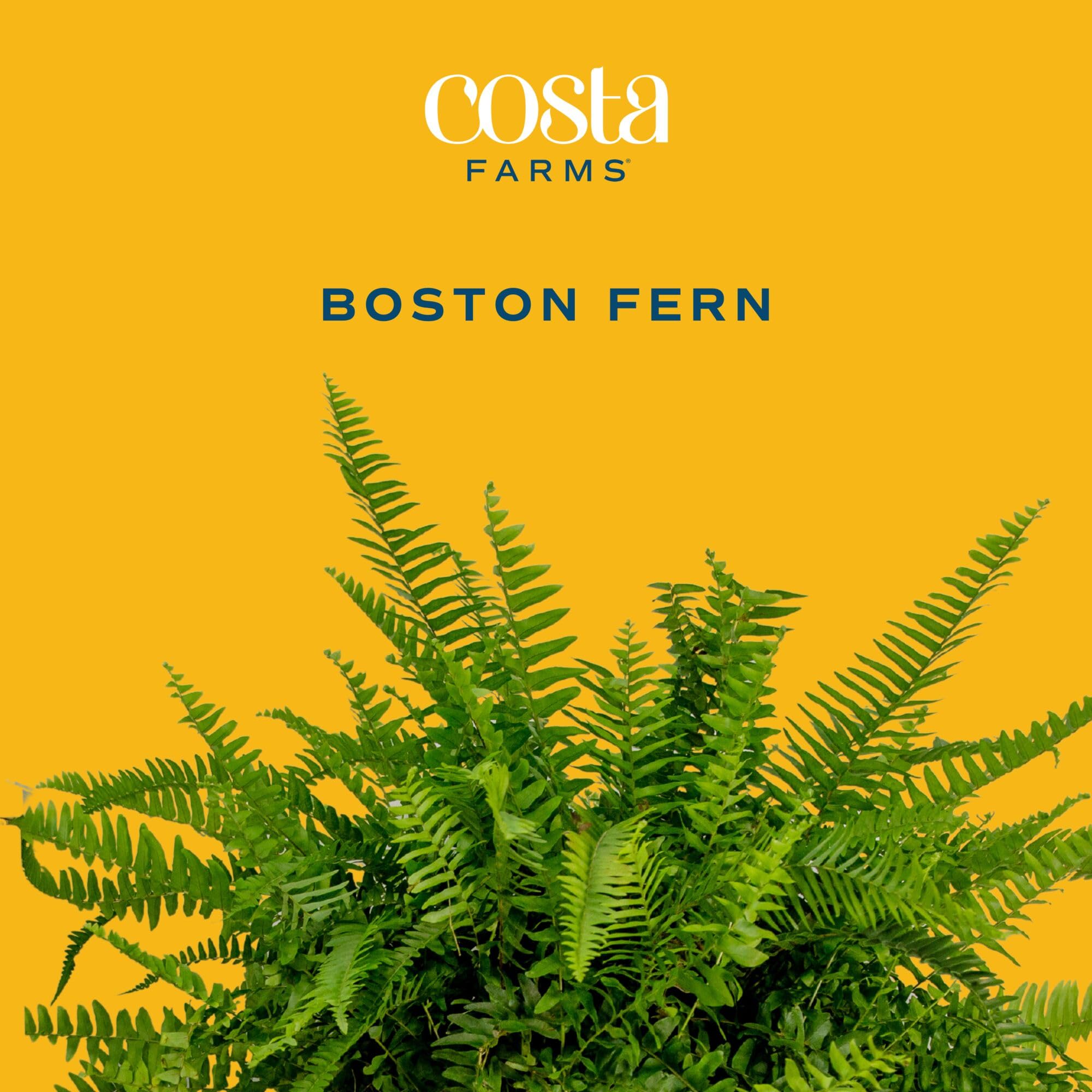 Costa Farms fern hanging in living room adding humidity and calming greenery