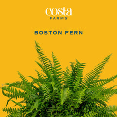 Costa Farms fern hanging in living room adding humidity and calming greenery