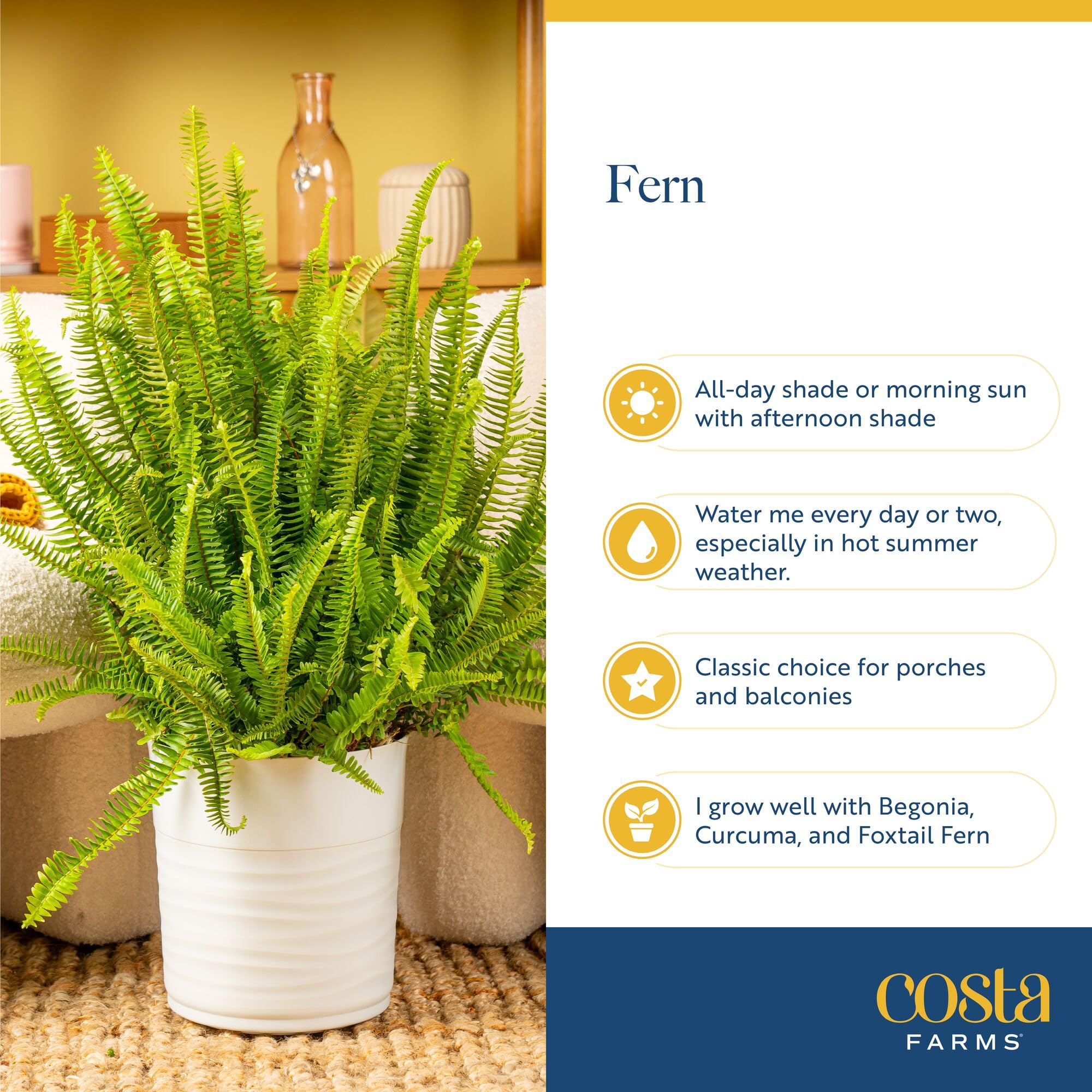 Costa Farms label and basket showing care info and attractive hanging presentation