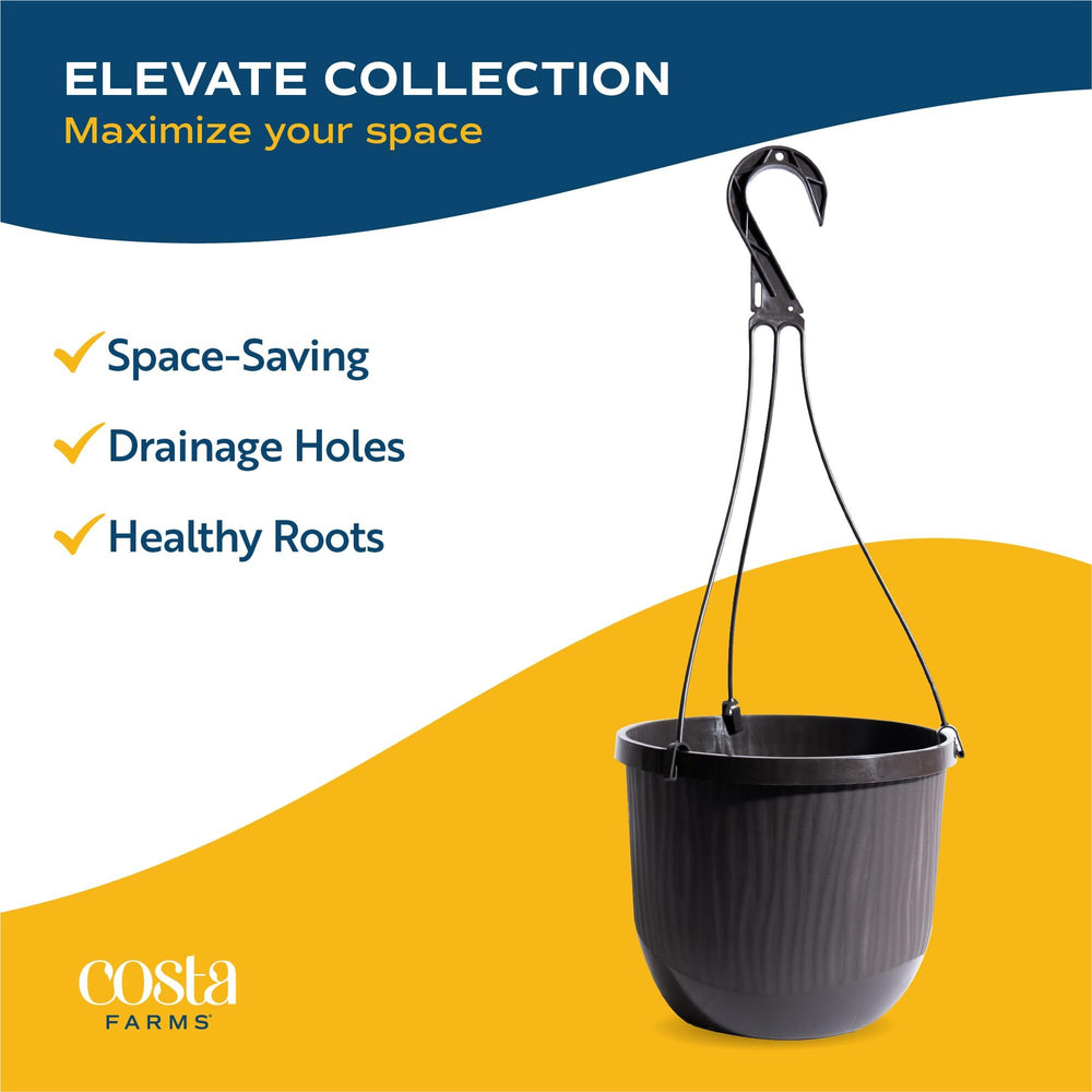 Costa Farms fern on covered porch illustrating pet-safe outdoor styling
