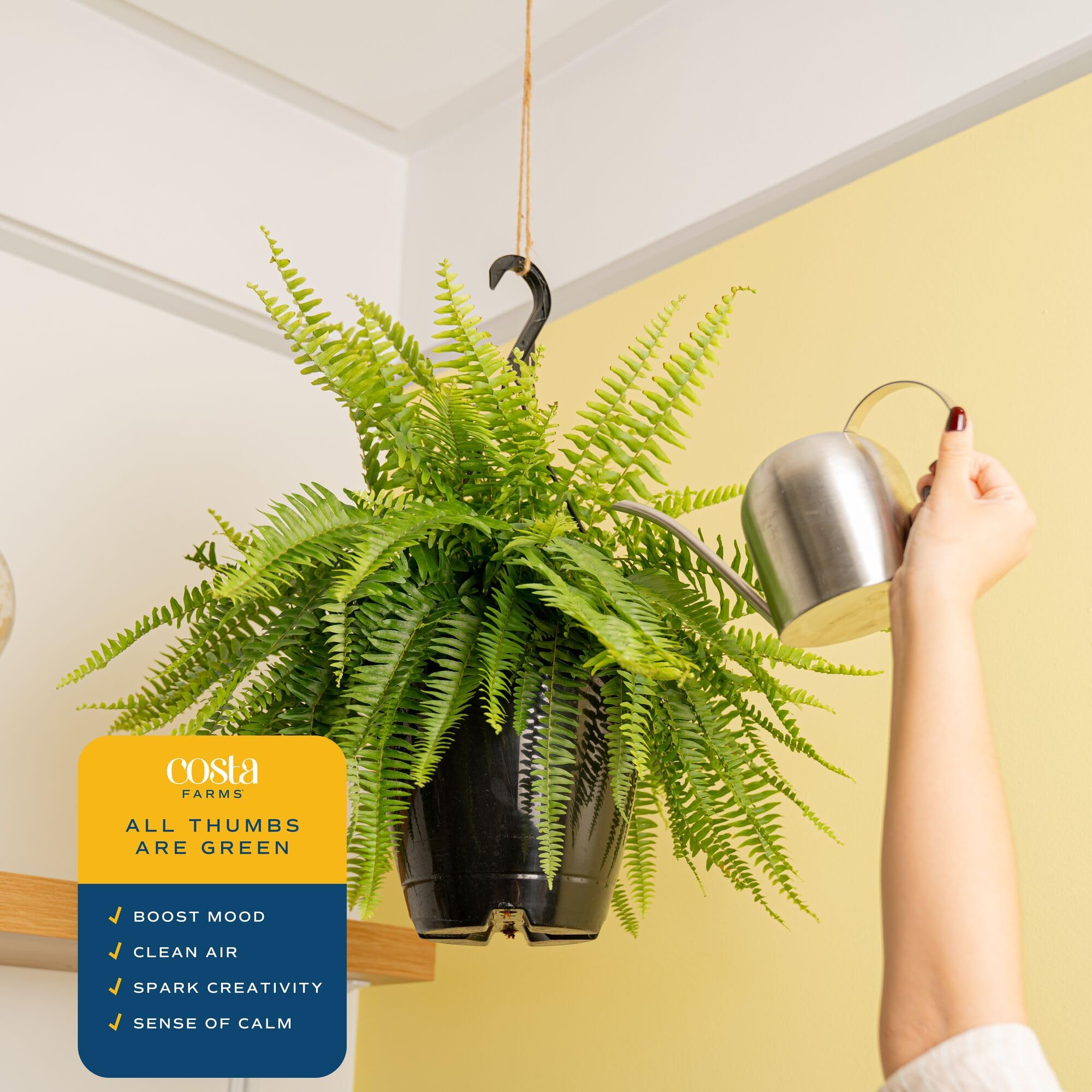 Costa Farms fern next to chair for size comparison and space planning