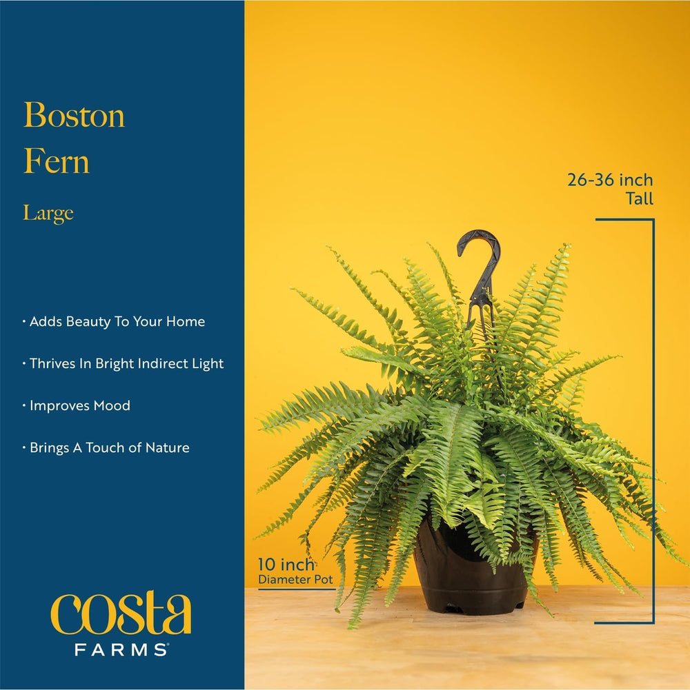 Costa Farms soil and root closeup showing healthy rooting and easy transplanting