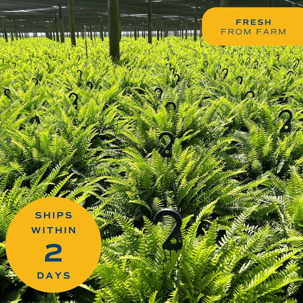 Costa Farms texture and underside of frond showing fresh foliage quality