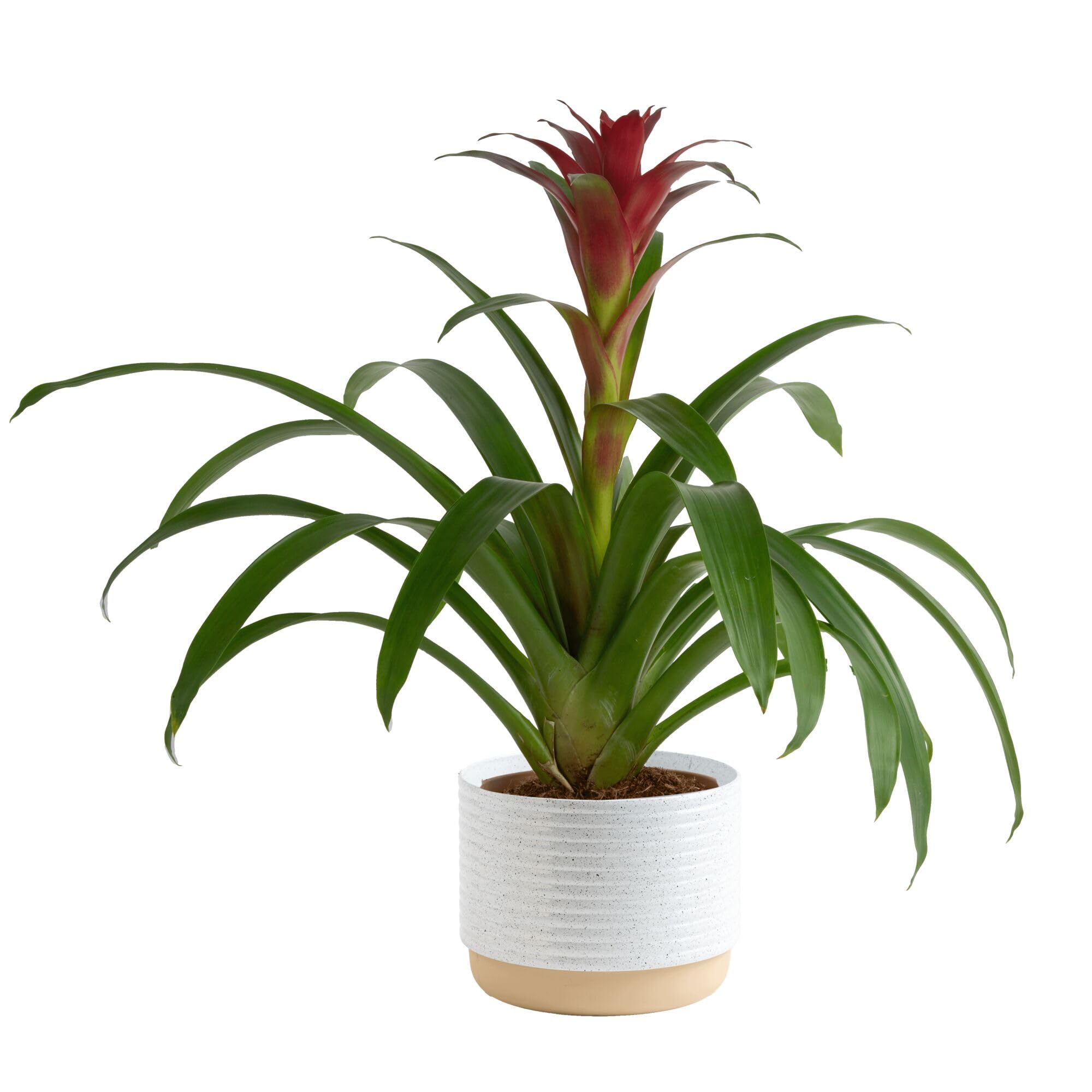 Costa Farms bromeliad front view showing colorful bloom and modern planter benefit